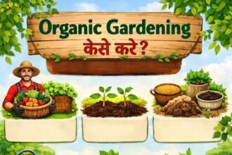 Organic Gardening कैसे करें?- Live India News