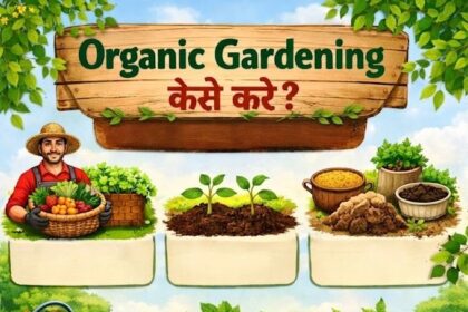 Organic Gardening कैसे करें?- Live India News